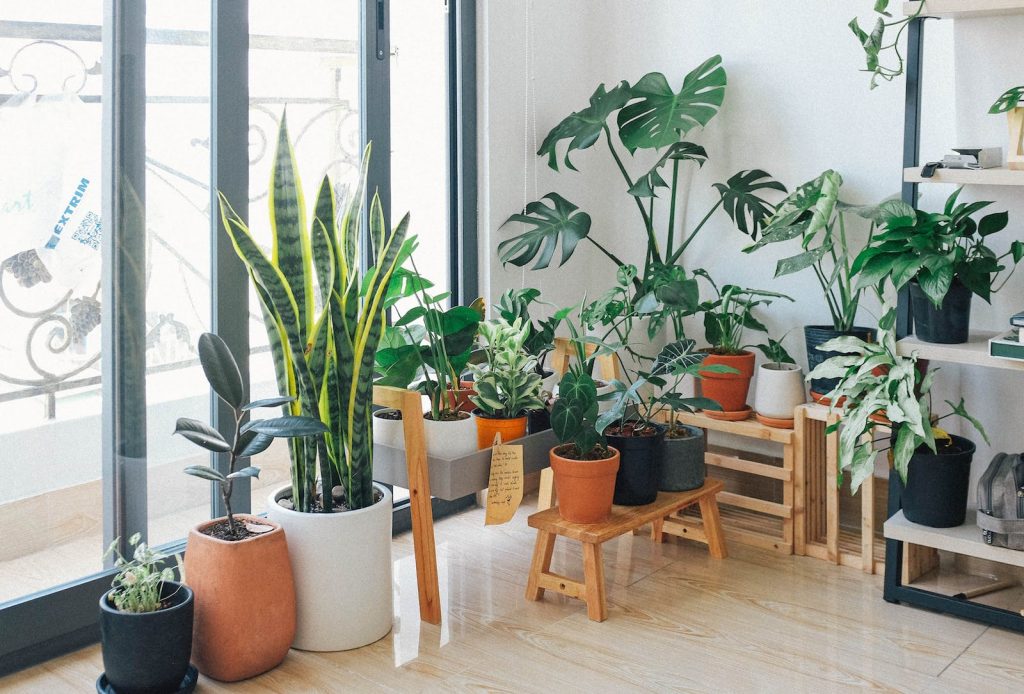 How To Move House Plants Safely